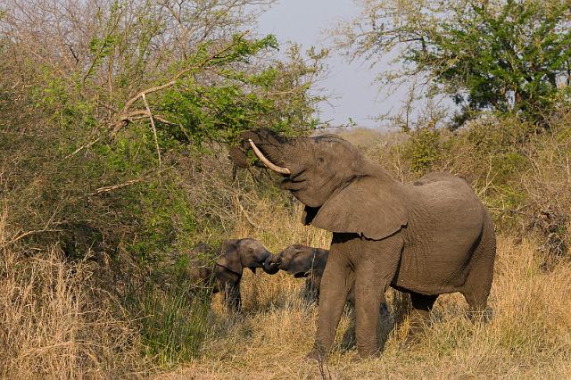 126 Zuid-Afrika, Sabi Sand Game Reserve.jpg